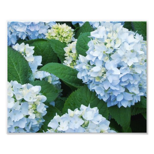 Hortensia Foto Afdruk (Voorkant)