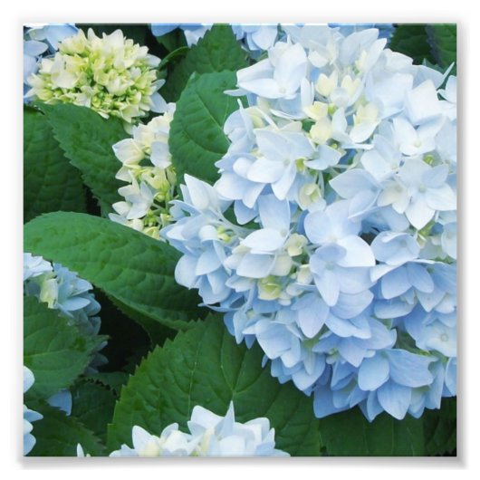 Hortensia Foto Afdruk (Voorkant)