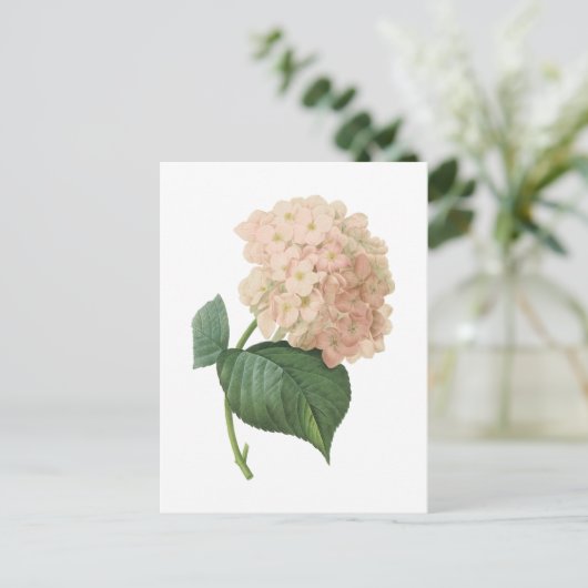 hortensia (Hydrangea hortensia SP.) door Redouté Briefkaart (Staand voorkant)