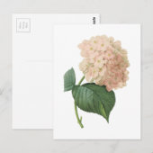 hortensia (Hydrangea hortensia SP.) door Redouté Briefkaart (Voorkant / Achterkant)
