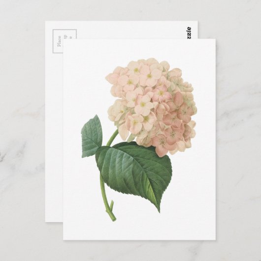 hortensia (Hydrangea hortensia SP.) door Redouté Briefkaart (Voorkant / Achterkant)