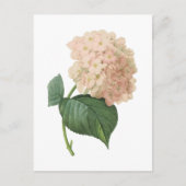 hortensia (Hydrangea hortensia SP.) door Redouté Briefkaart (Voorkant)