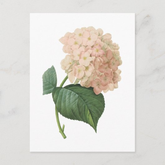 hortensia (Hydrangea hortensia SP.) door Redouté Briefkaart (Voorkant)