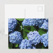 Hortensia: Japan Briefkaart (Voorkant / Achterkant)