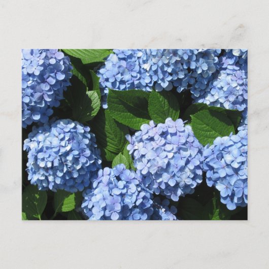 Hortensia: Japan Briefkaart (Voorkant)