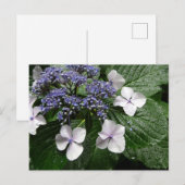 Hortensia: Japan Briefkaart (Voorkant / Achterkant)