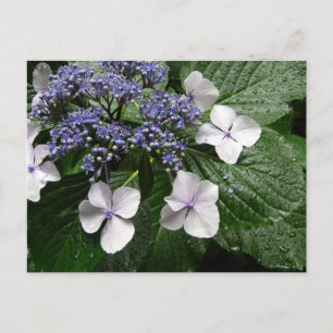 Hortensia: Japan Briefkaart