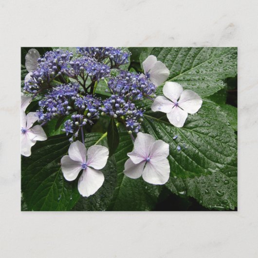 Hortensia: Japan Briefkaart (Voorkant)