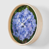 Hortensia macrophylla (Hoek)