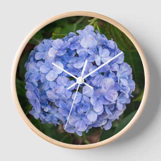 Hortensia macrophylla (Voorkant)