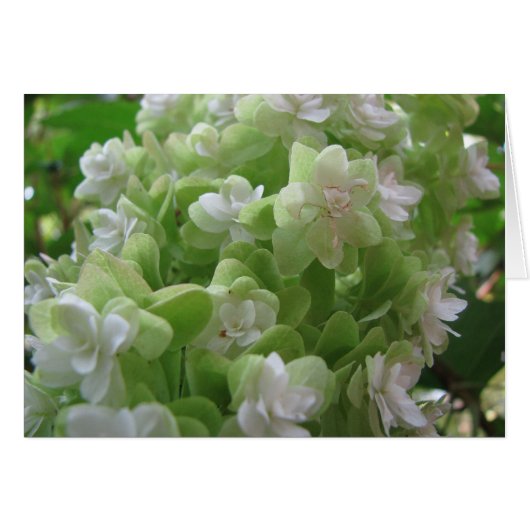 hortensia oak (Voorkant Horizontaal)