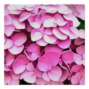 Hortensia Pink Petals Artistisch Abstract Perfect Poster