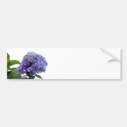 Hortensia Struik Stickers (Voorkant)