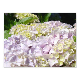 Hortensia Tuin Bloemfotografie kunstprints Foto Afdruk