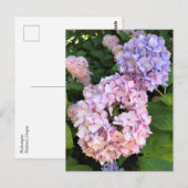Hortensia's Briefkaart (Voorkant / Achterkant)