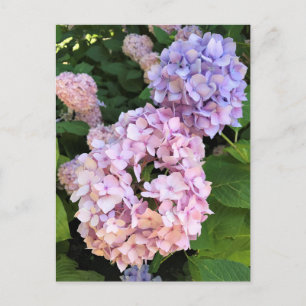 Hortensia's Briefkaart