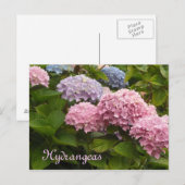 Hortensia's Briefkaart (Voorkant / Achterkant)