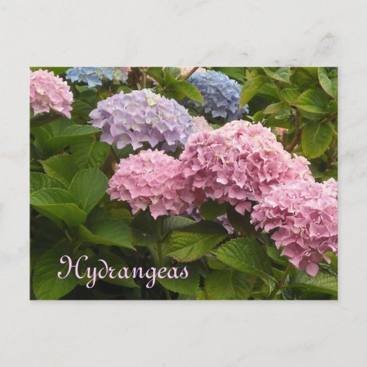 Hortensia's Briefkaart (Voorkant)