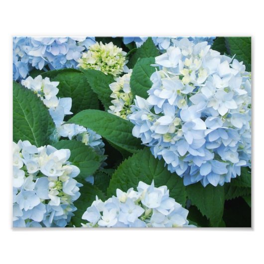 Hortensia's Fotoprint Foto Afdruk (Voorkant)