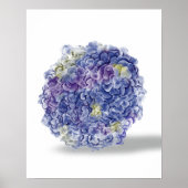 Hortensia's in waterverf - bloem kunstprint poster (Voorkant)