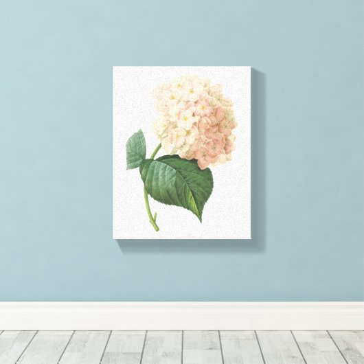 hortensie (Hydrangea sp.) door Redouté Canvas Afdruk (Insitu (Houten vloer))
