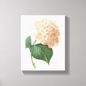 hortensie (Hydrangea sp.) door Redouté Canvas Afdruk (Voorkant)