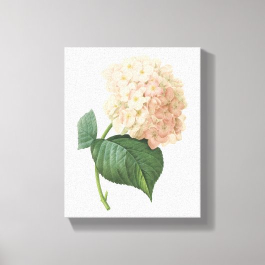 hortensie (Hydrangea sp.) door Redouté Canvas Afdruk (Voorkant)