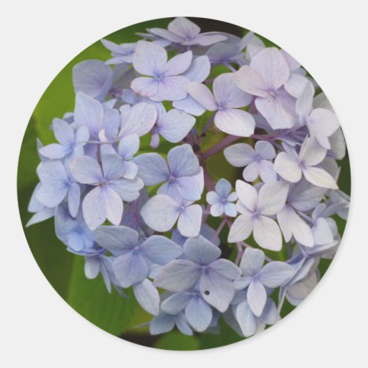 Hortensie Ronde Sticker (Voorkant)