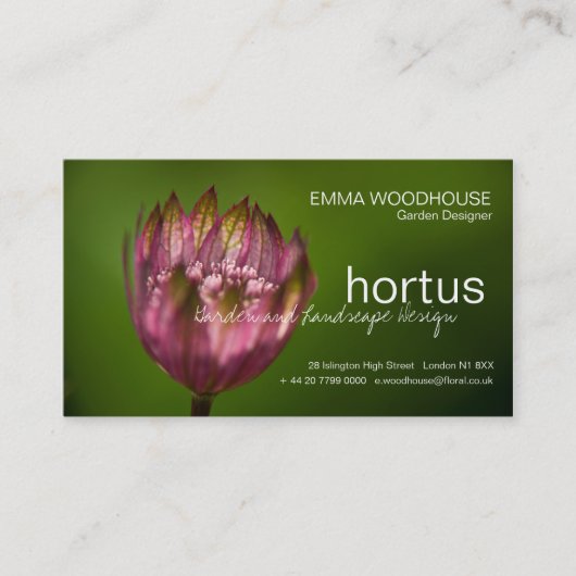 Hortus - Great Masterwort Visitekaartje (Voorkant)