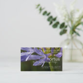 Hortus - Visitekaartje Agapanthus (Staand voorkant)