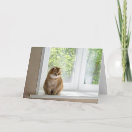 Hosico aan het raam kaart