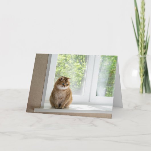 Hosico aan het raam kaart (Voorkant)