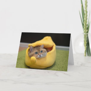 Hosico en banaan kaart