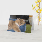 Hosico is aan het rusten kaart (Gele Bloem)