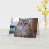 Hosico Kaart (Gele Bloem)