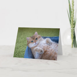 Hosico kijkt naar je kaart
