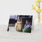 Hosico kijkt toe kaart (Gele Bloem)