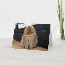 Hosico schattige baby kaart