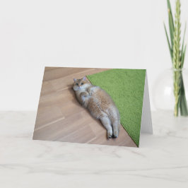 Hosico schattige kat kaart