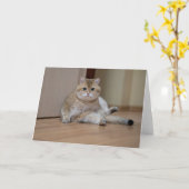 Hosico zit op de grond kaart (Gele Bloem)