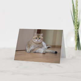 Hosico zit op de grond kaart