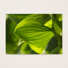 Hosta 1 visitekaartjes