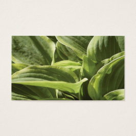 Hosta 2 visitekaartjes