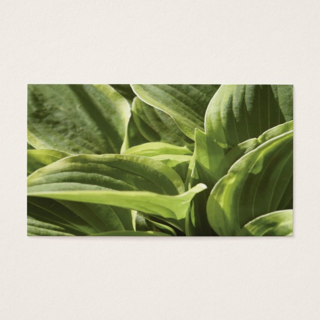 Hosta 2 visitekaartjes (Voorkant)