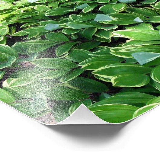 Hosta Bed Foto Afdruk (Hoek)