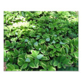 Hosta Bed Foto Afdruk (Voorkant)