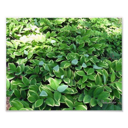 Hosta Bed Foto Afdruk (Voorkant)