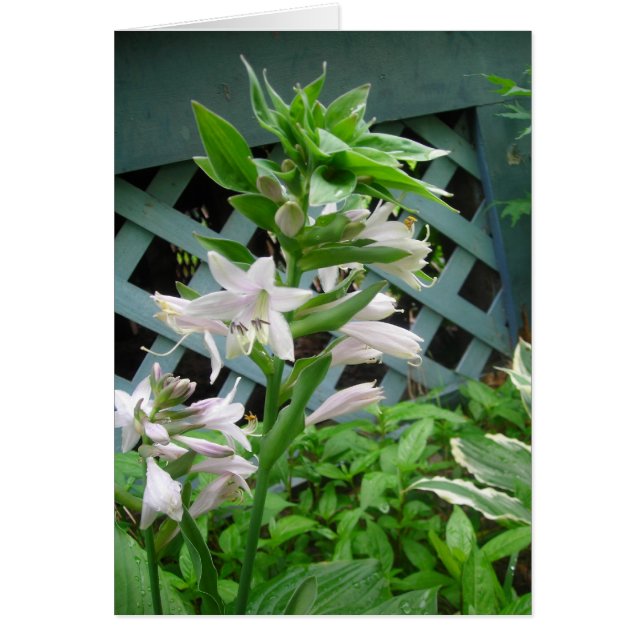 Hosta bells (Voorkant)