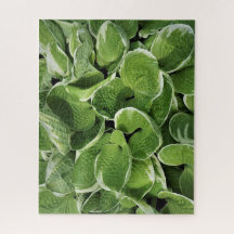 Hosta Bladeren