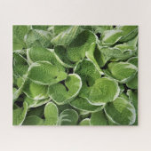 Hosta Bladeren Legpuzzel (Horizontaal)